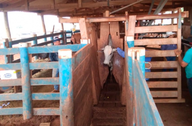 Como garantir um bom manejo do meu rebanho?