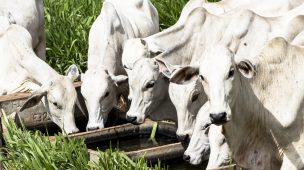 A água fornecida ao rebanho requer uma atenção especial à sua qualidade