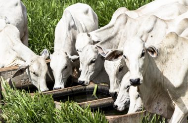 O que fazer com o animal que não está ganhando peso dentro do esperado?