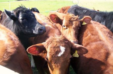 Desafios e tendências na recria