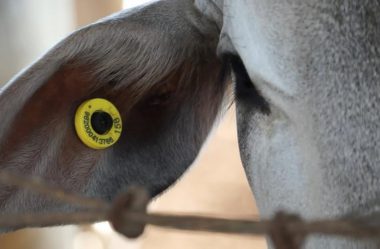 Por que eu devo fazer a identificação do rebanho em minha fazenda?