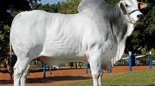 Atenção ao valor da arroba produzida! Isto é essencial para medir o lucro