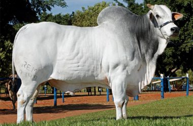 Como saber se o gado que eu estou comprando é realmente o melhor?