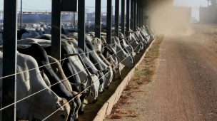 Visando boa eficiência reprodutiva, a fazenda tem de ter boa estrutura para execução correta dos manejos