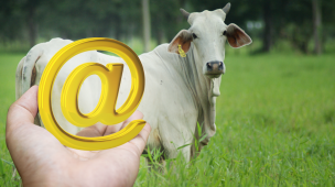 Qual o valor da sua arroba produzida? Você possui esta informação?