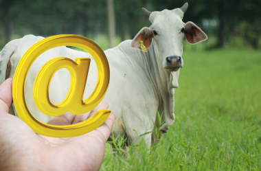 Qual o valor da sua arroba produzida? Você possui esta informação?