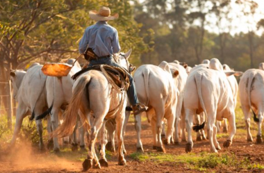 O que fazer para evitar falhas no manejo do seu rebanho?