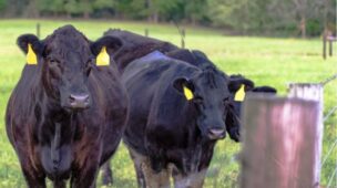 O período certo para bons resultados na estação de monta