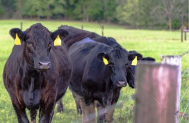 Bons resultados na estação de monta: O que é preciso e como alcançar?