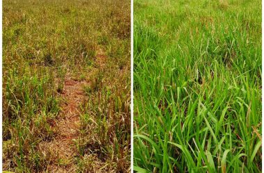 5 dicas para garantir o sucesso da adubação nitrogenada em suas áreas de pastagens