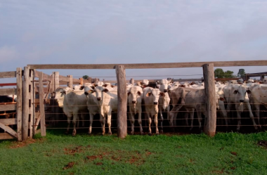Análise de mercado 2020 sobre a pecuária brasileira