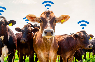 Você já ouviu falar da Pecuária 4.0?