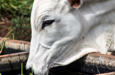 4 dicas de alimentação e manejo nutricional para a pecuária de corte