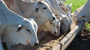 Sistema de engorda para gado de corte