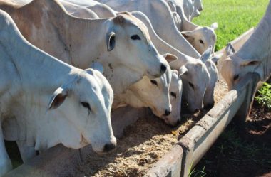 Qual o melhor e mais lucrativo sistema produtivo para fazenda de gado de corte?