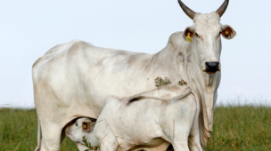 Cuidados com bezerros ao nascimento