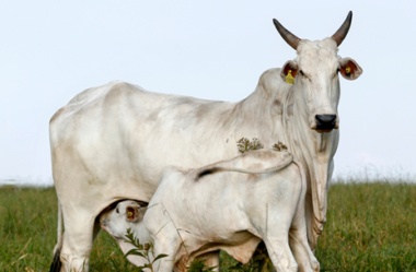 Cuidados com os bezerros, do nascimento ao desmame