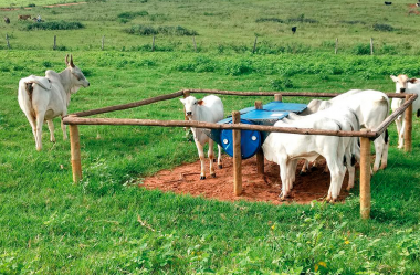 Creep feeding: uma boa opção para melhores índices zootécnicos na fase de cria?