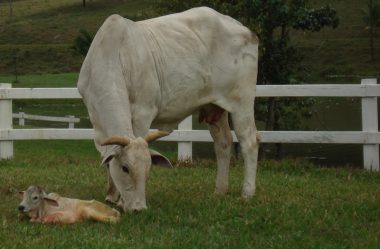 Como devo montar o calendário reprodutivo da minha fazenda?