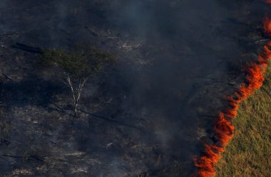 O perigo ou o prejuízo do uso do fogo na pecuária de corte