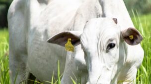 Quando investir na compra de bezerro ou de boi magro