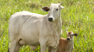 Planejamento de parto gado de corte para saúde financeira