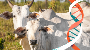 Quais os benefícios da adoção da IATF na fazenda?