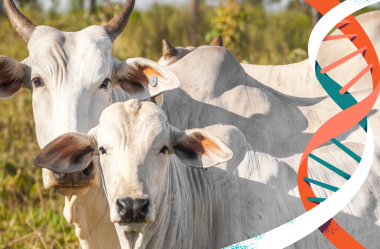 Desmistificando a IATF – Inseminação Artificial em Tempo Fixo