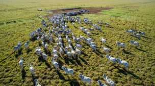 A Importância da Nutrição e do Ambiente para o Melhoramento Genético