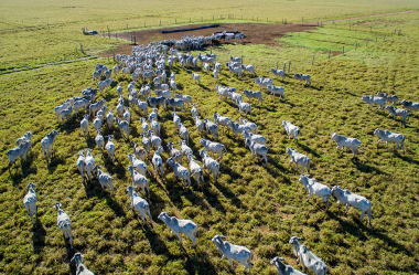 Qualidade da pastagem para bovinos requer manejo adequado para desenvolver potencial