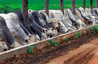 Suplementação pode ser necessária para a produtividade do gado bovino criado a pasto