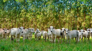 Quais os principais desafios da ILPF?