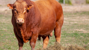 Melhor índice de prenhez impacta postivamente no lucro da fazenda