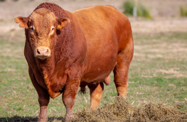 O que fazer para garantir melhor índice de prenhez das matrizes?