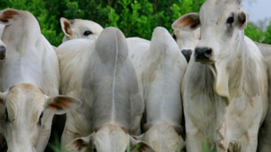 Temperamento do Animal