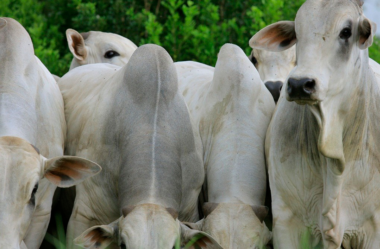 Coleta de dados diária é necessária para manter a fazenda organizada e lucrativa