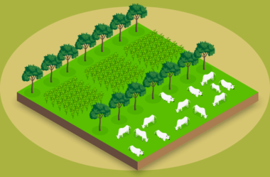 Como implementar a ILPF na minha fazenda?
