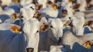 Como realizar a implantação da estação de monta para bons resultados?