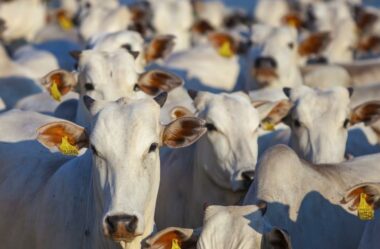 3 formas de aproveitar ao máximo o manejo do seu rebanho para a vacinação