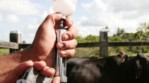 Vacinação Febre aftosa