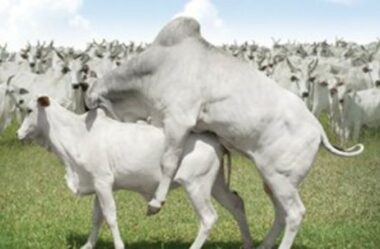 Vantagens e desvantagens da monta natural