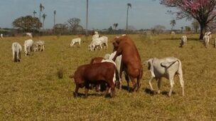 Vantagens e desvantagens da monta natural