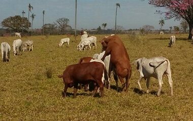 Como medir o sucesso da estação de monta?