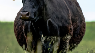 Cuidados com matrizes antes do parto