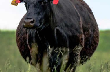 Cuidados com matrizes antes do parto