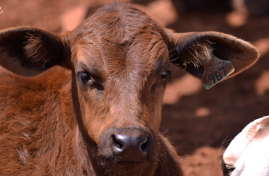 A importância da vacinação em novilhas contra a diarreia neonatal