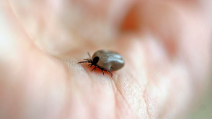 Sanidade animal da cria em pecuária de corte
