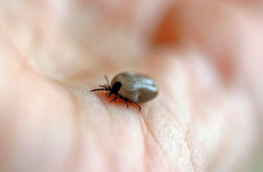 Como evitar problemas com carrapatos em minha propriedade?