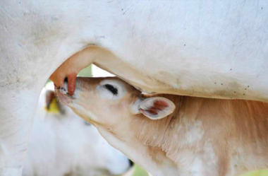 Quais os cuidados no pré e pós-desmame de bovinos?