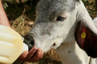 Vacinação e outros cuidados importantes depois que o bezerro nascer